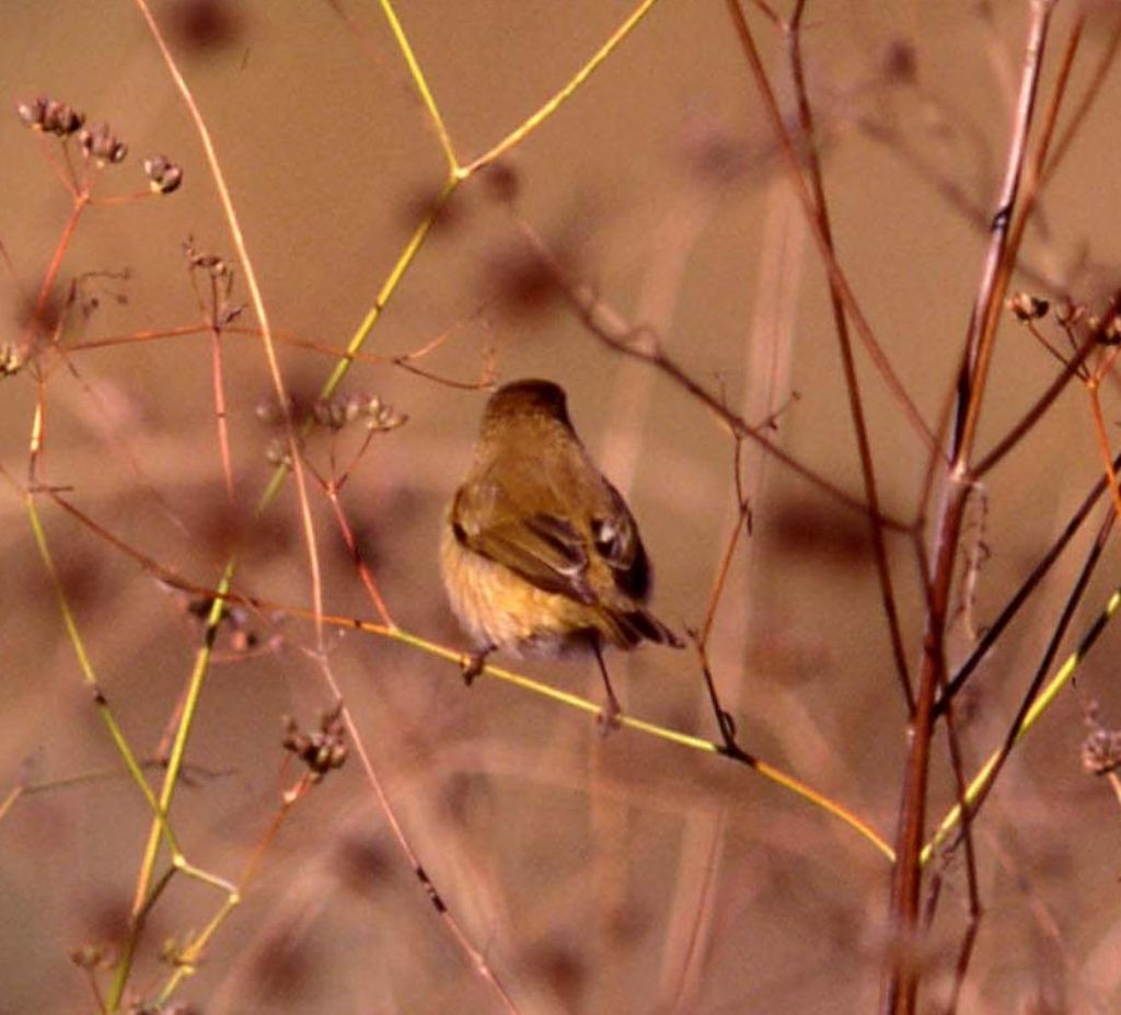 Avifauna da identificare (78)